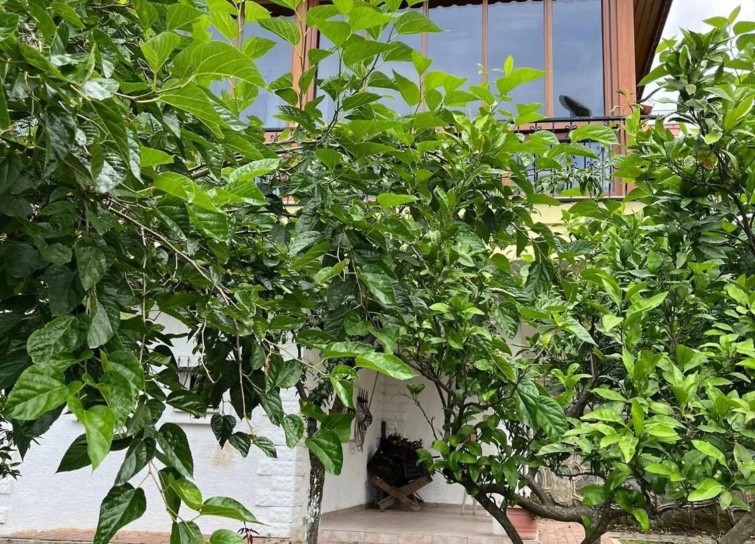 Ali Home Trebizonda